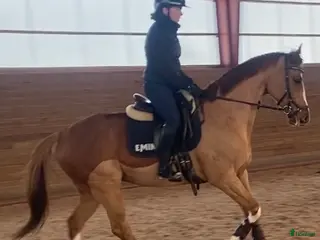 Allround hästar till salu: Trevlig valack 6 år - allround/fälttävlan - Annons 3