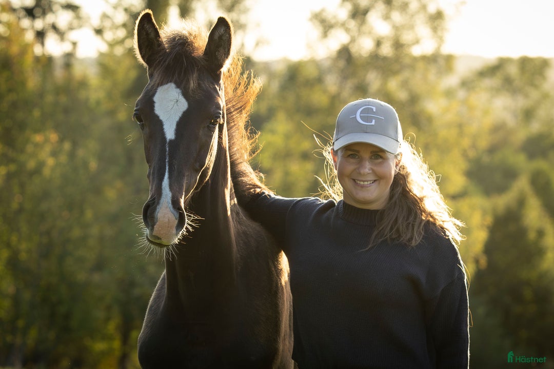 Dressyr hästar till salu: Premieföl - Högst bedömt i Sverige 2025 i Borås - Annons 2