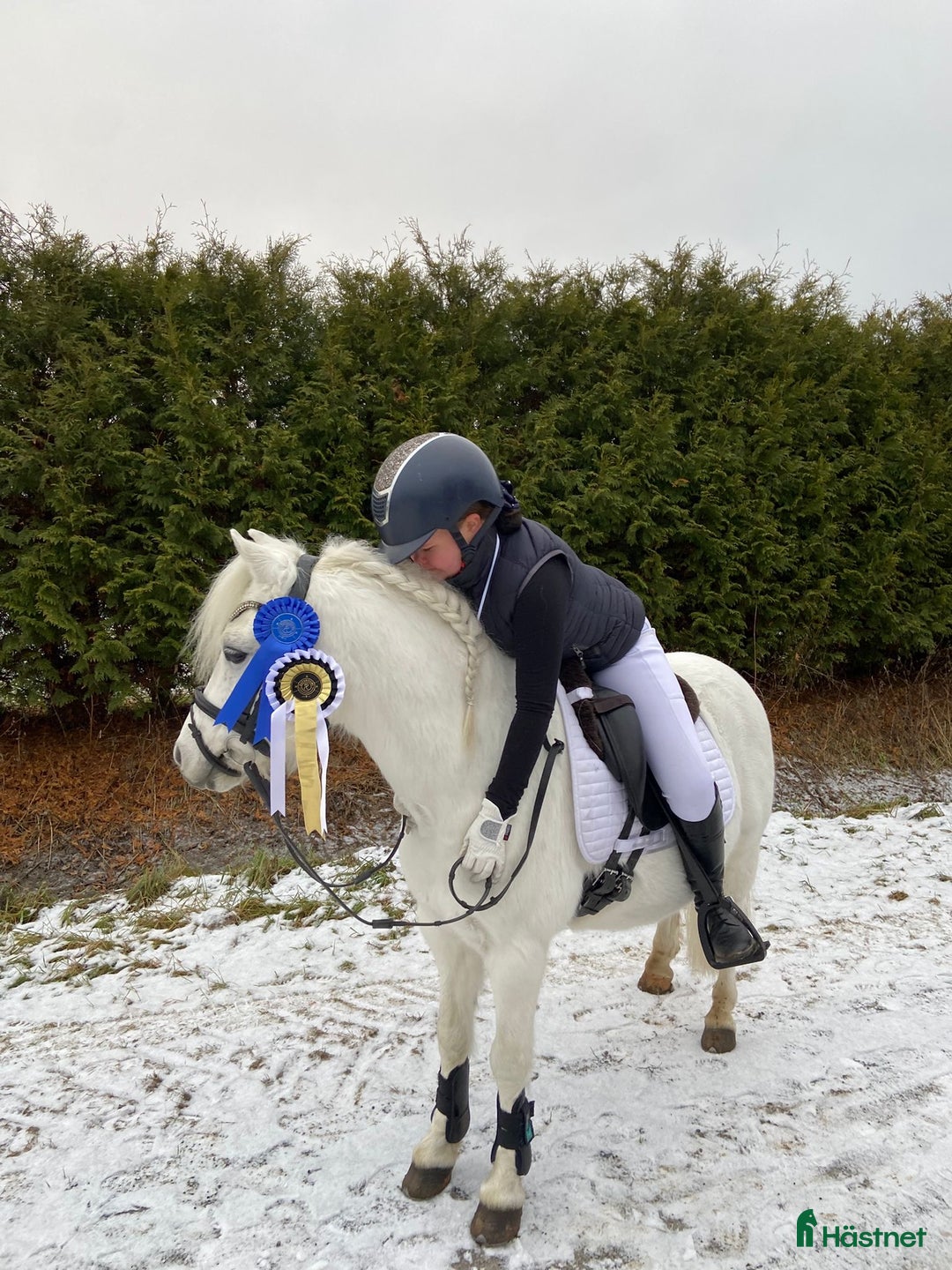 Dressyr hästar till salu: Dream Welsh Pony 10yrs - Annons 8