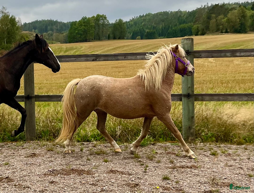 Allround hästar till salu: Dräktig curlyponny i Högsäter - Annons 1