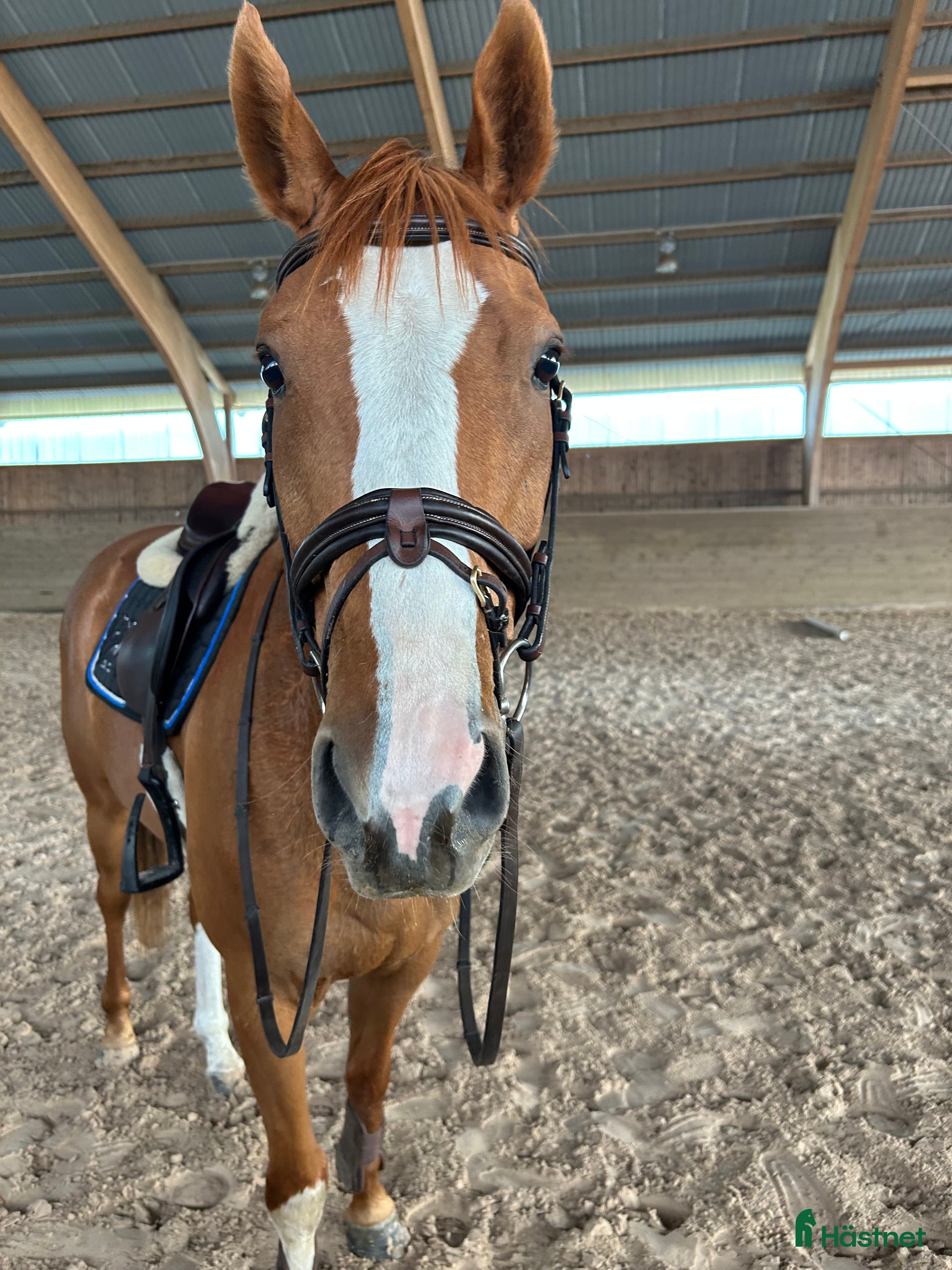  hästar Trevlig valack 6 år - allround/fälttävlan - Annons 2