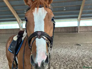 hästar Trevlig valack 6 år - allround/fälttävlan - Annons 2