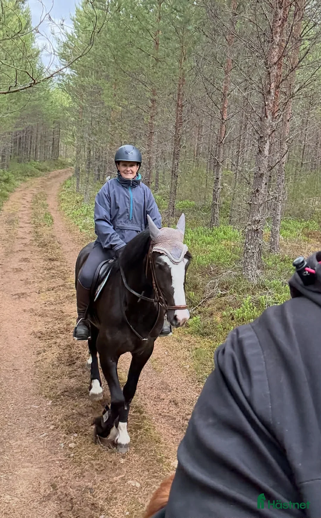 Allround hästar till salu: Smäcker kallblods sto  - Annons 5