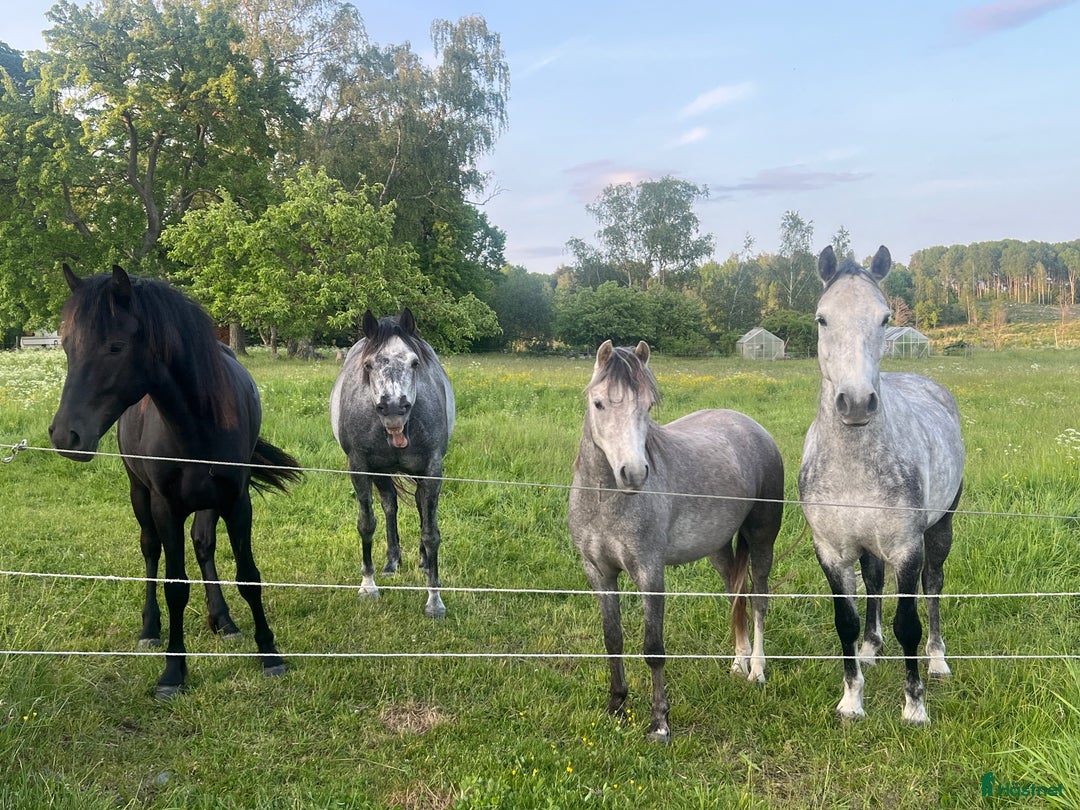 Allround hästar till salu: Sockersöt ungponny  i Björkvik - Annons 4