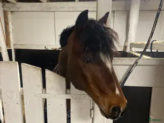 stallplats Stallplats i Tullinge - Annons 12