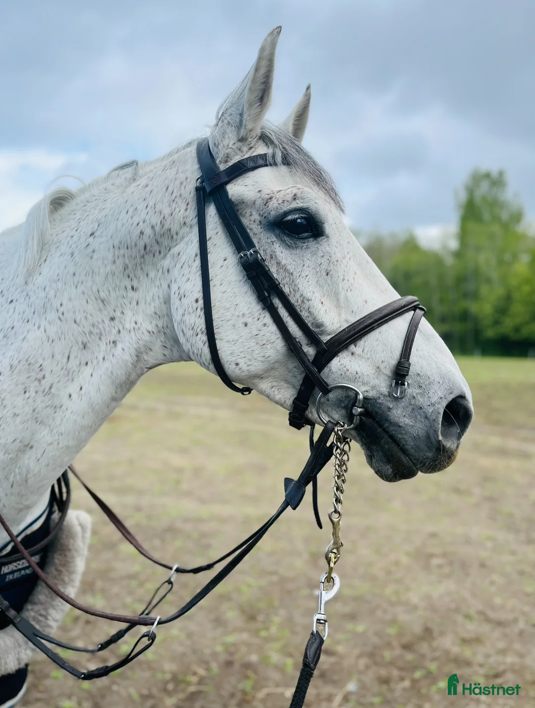 Allround hästar till salu: Lyxig hobbyhäst - Annons 2
