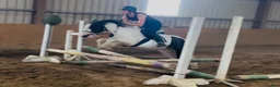 Allround hästar till salu: 125cm gelding, trained to ride and drive! - Annons 6