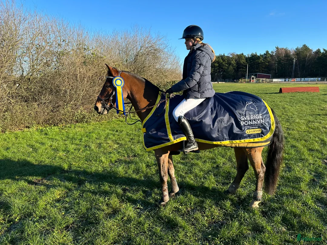 Hoppning hästar till salu: Maxad C-ponny född 2013 för de högsta klasserna. i Stora Höga - Annons 4