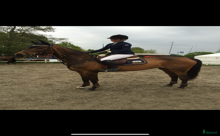  medryttarhäst sökes i Farsta - Annons 19