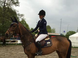 medryttarhäst sökes: Medryttarhäst sökes i Farsta - Annons 24