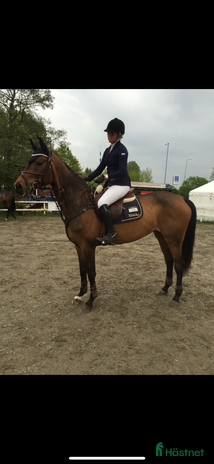 medryttarhäst sökes i Farsta - Annons 19