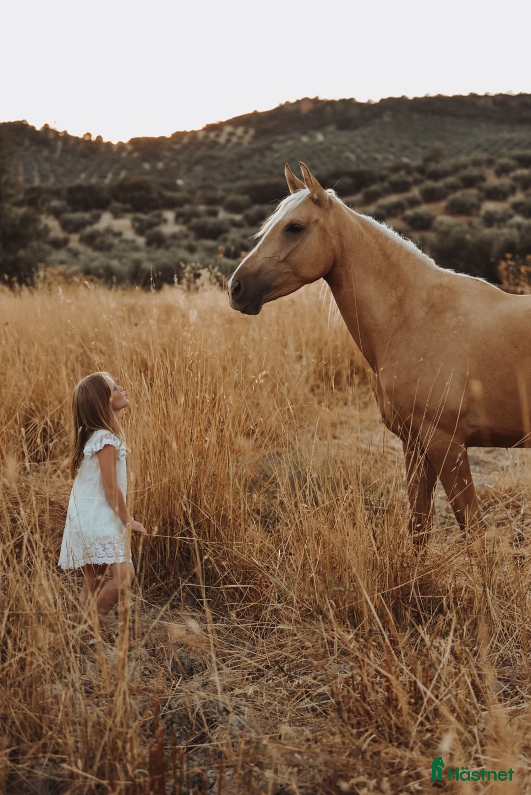 Allround hästar till salu: Beautiful Palomino Spanish Mare i Córdoba - Annons 4