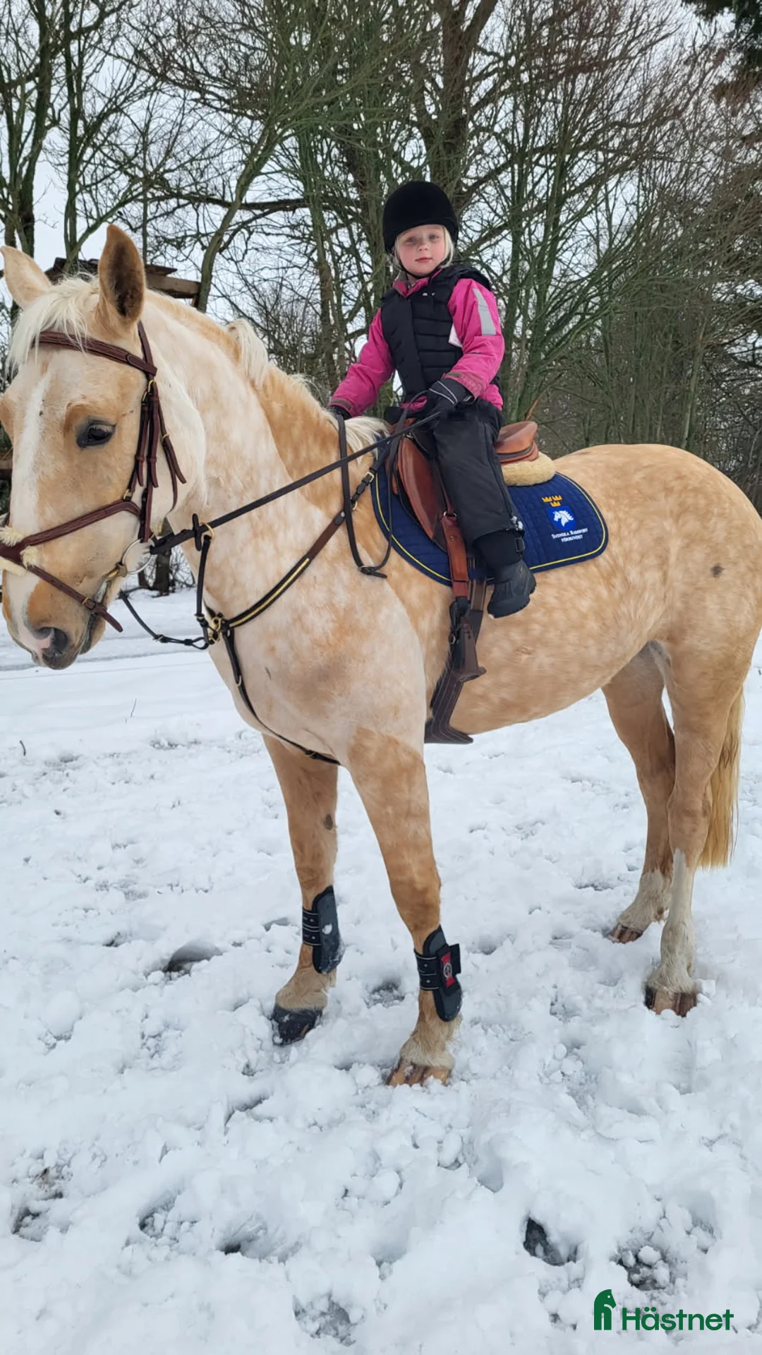 Allround hästar till salu: Perfekt ridskolehäst eller familjehäst 🐴 i Skövde - Annons 1