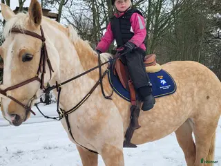 hästar Perfekt ridskolehäst eller familjehäst 🐴 i Skövde - Annons 5