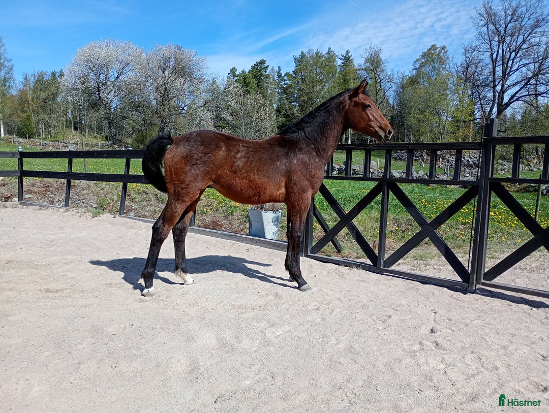 Allround hästar till salu: Underbart temperament och härliga gångarter! i Korsberga - Annons 1