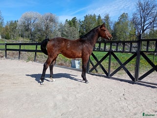 hästar Underbart temperament och härliga gångarter! i Korsberga - Annons 6