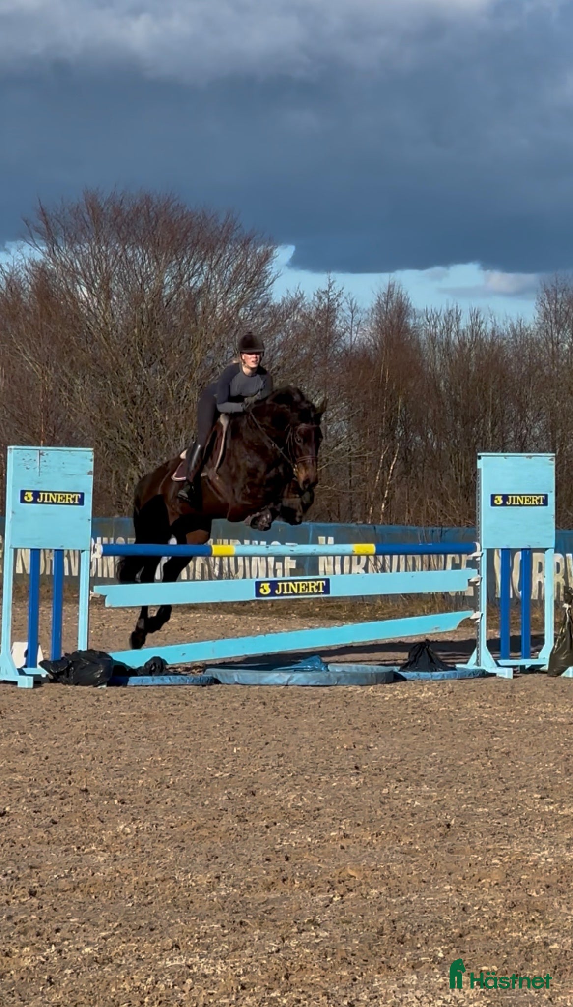  hästar Once in a lifetime sto - Annons 18