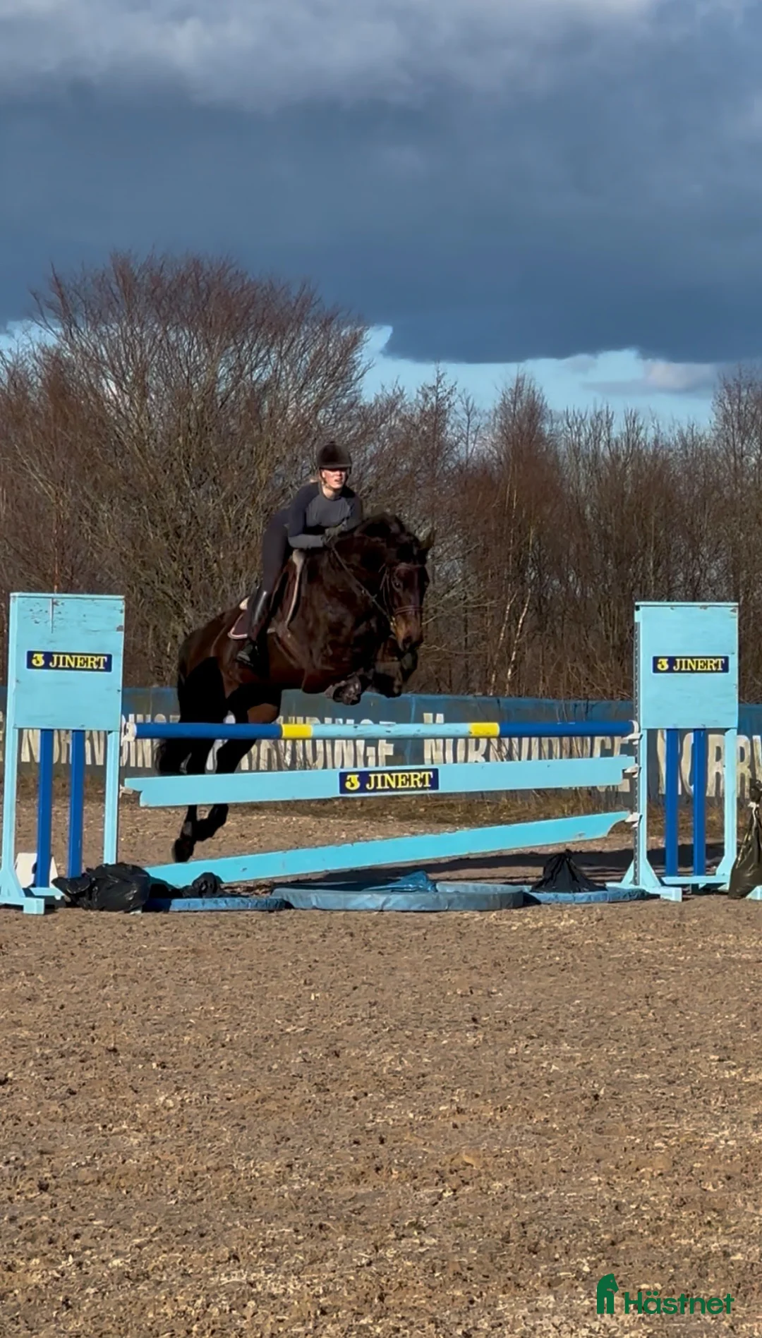 Hoppning hästar till salu: Once in a lifetime sto - Annons 1