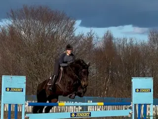 hästar Once in a lifetime sto - Annons 18