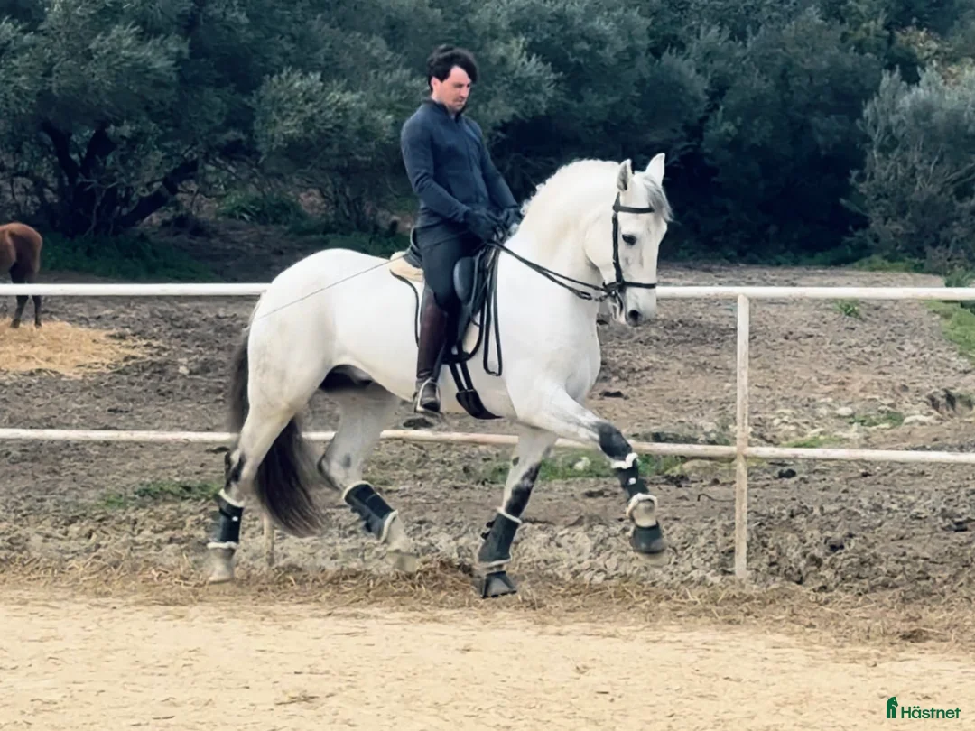 Dressyr hästar till salu: Välutbildad lusitano - Annons 2
