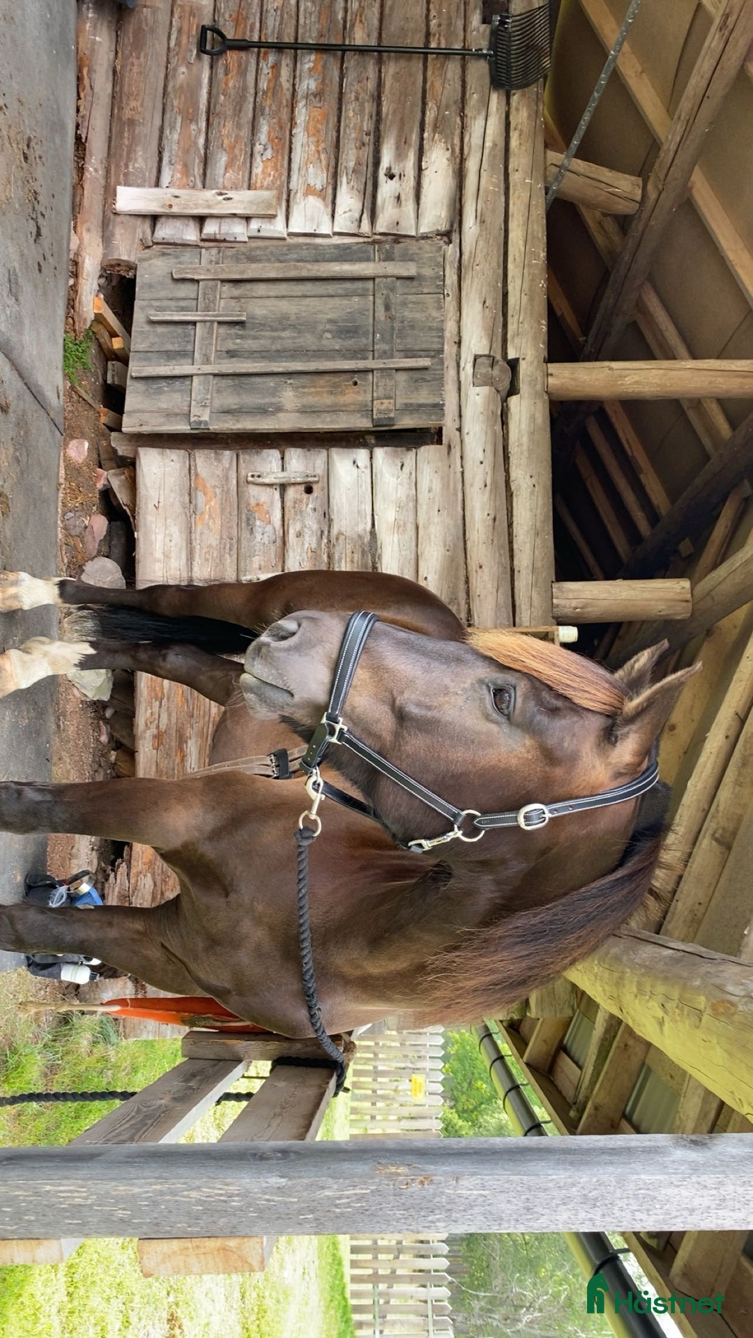 Allround hästar till salu: Snygg kallblodstravare  i Älvdalen - Annons 1