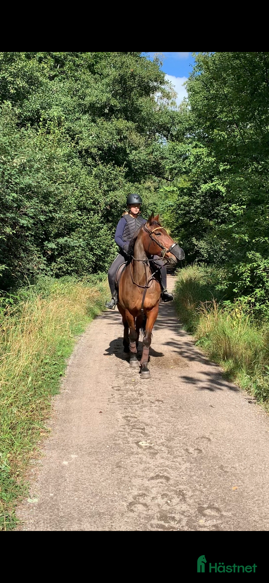 Allround hästar till salu: En go häst att göra lite av varje med i Vallentuna - Annons 4