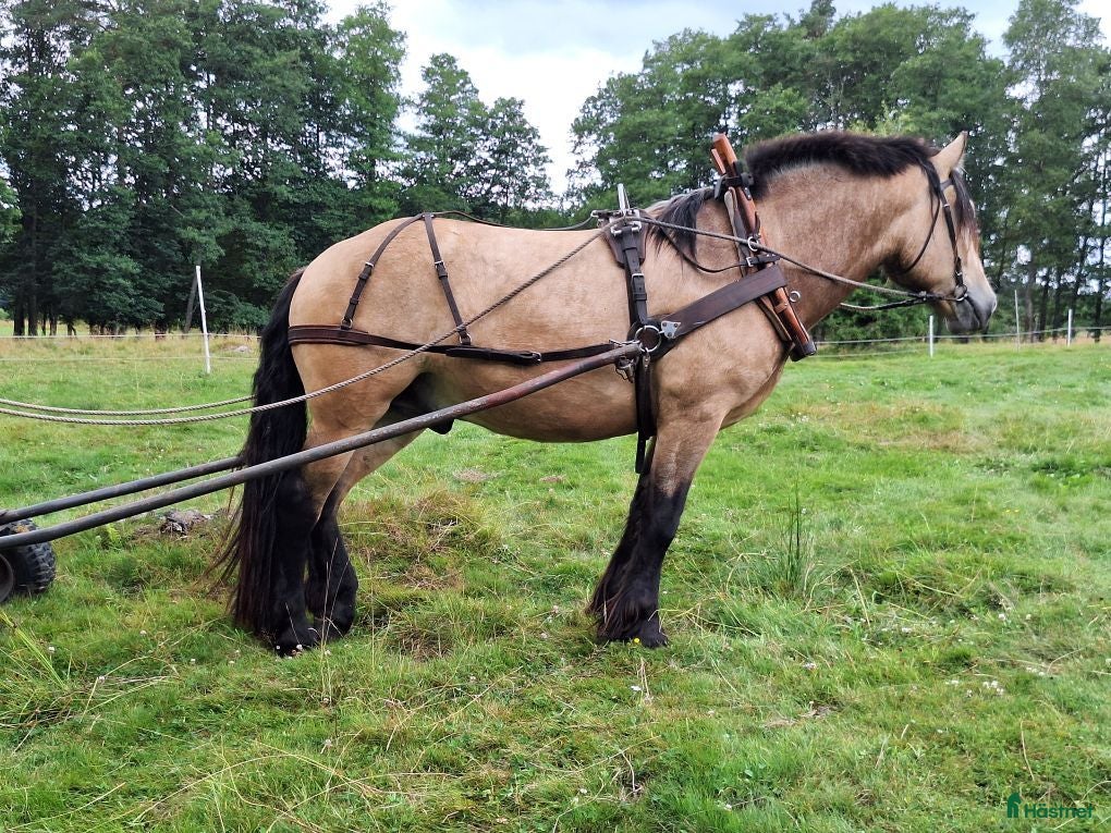  hästar Körd 3 års Vallack  - Annons 6