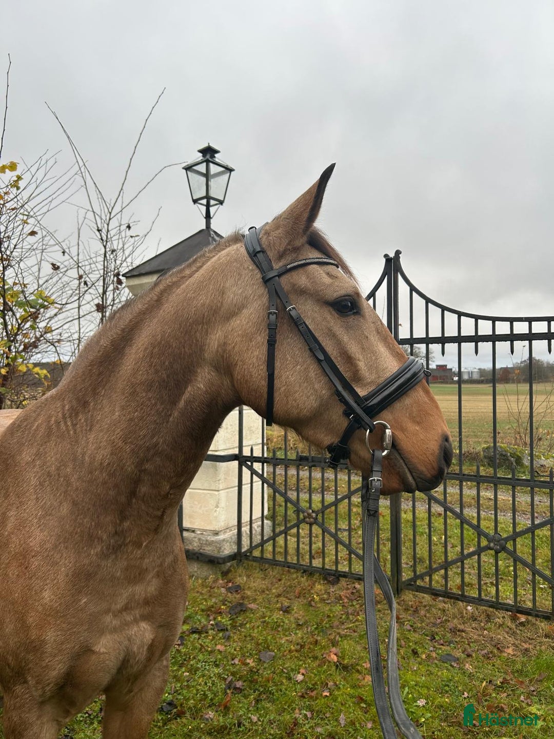 Dressyr hästar till salu: Ung Lusitano valack med stor utvecklings potential i Stallarholmen - Annons 4