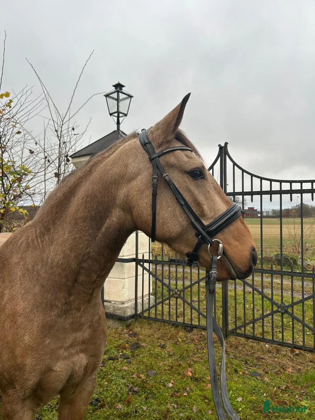 Dressyr hästar till salu: Svenskfödd Lusitano valack - Annons 4