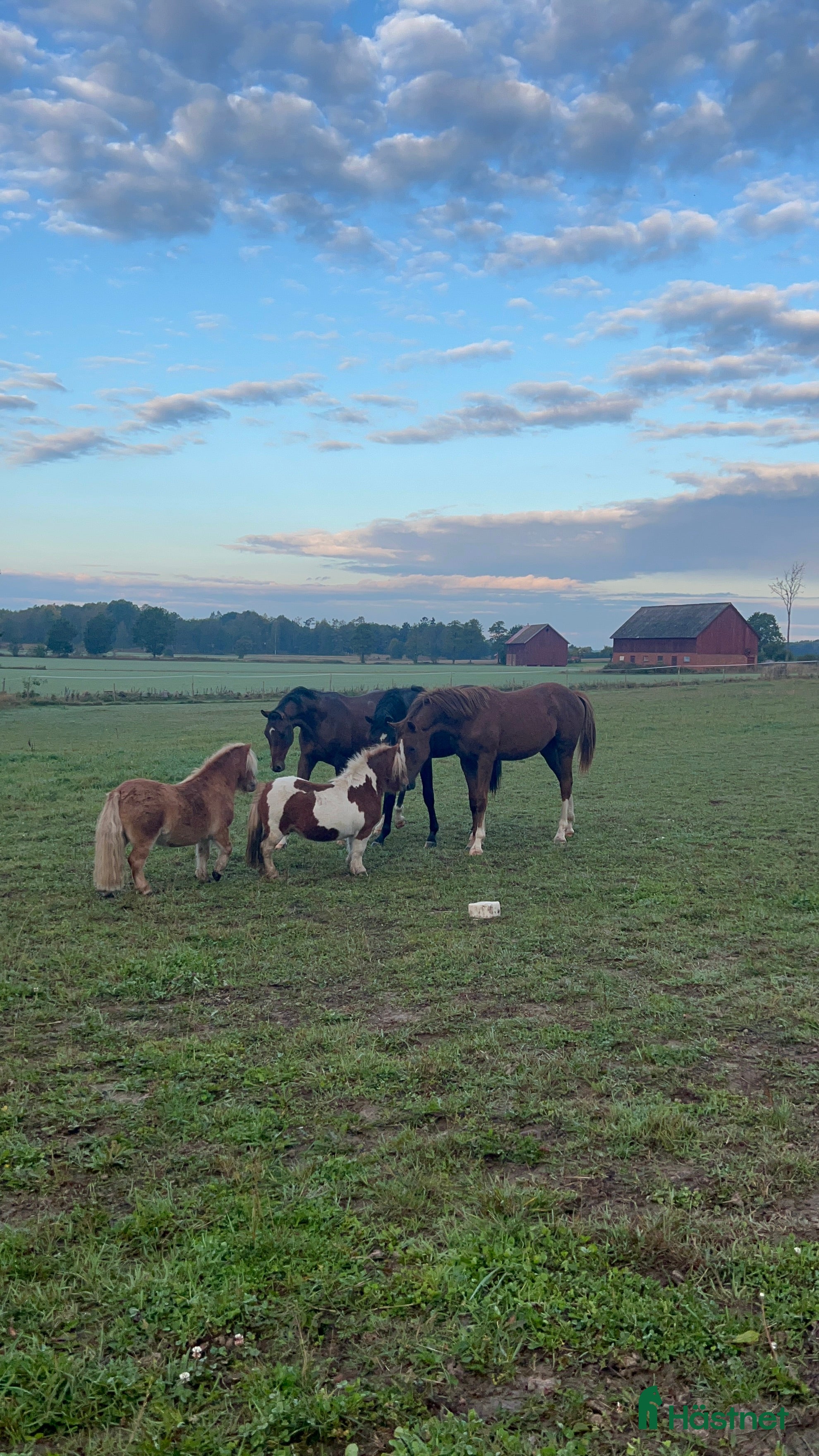  stallplats Reducerad hyra, Hingst -25 i Vedum - Annons 15