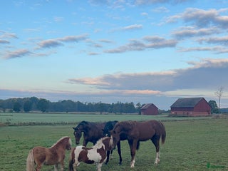 stallplats finnes: Reducerad hyra, Hingst -25 i Vedum - Annons 1