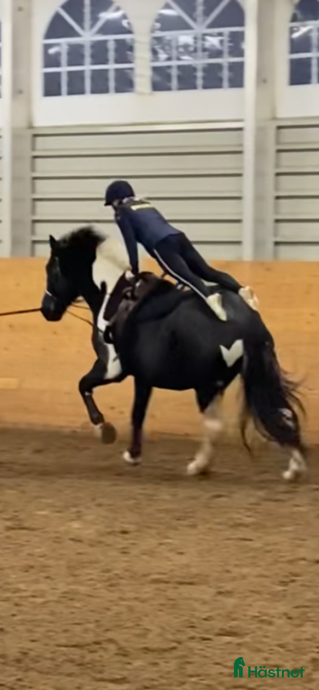 Working Equitation hästar till salu: Storhäst & 3 D ponny från Ridskola, Voltige, Para - Annons 4