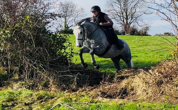  hästar i Ljungby - Annons 4