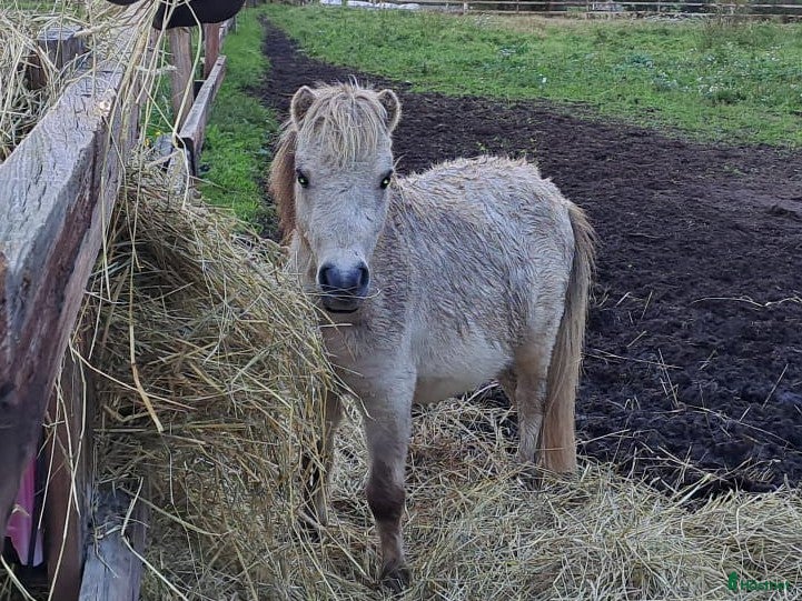  hästar Söt mini hingst på 3 år - Annons 3