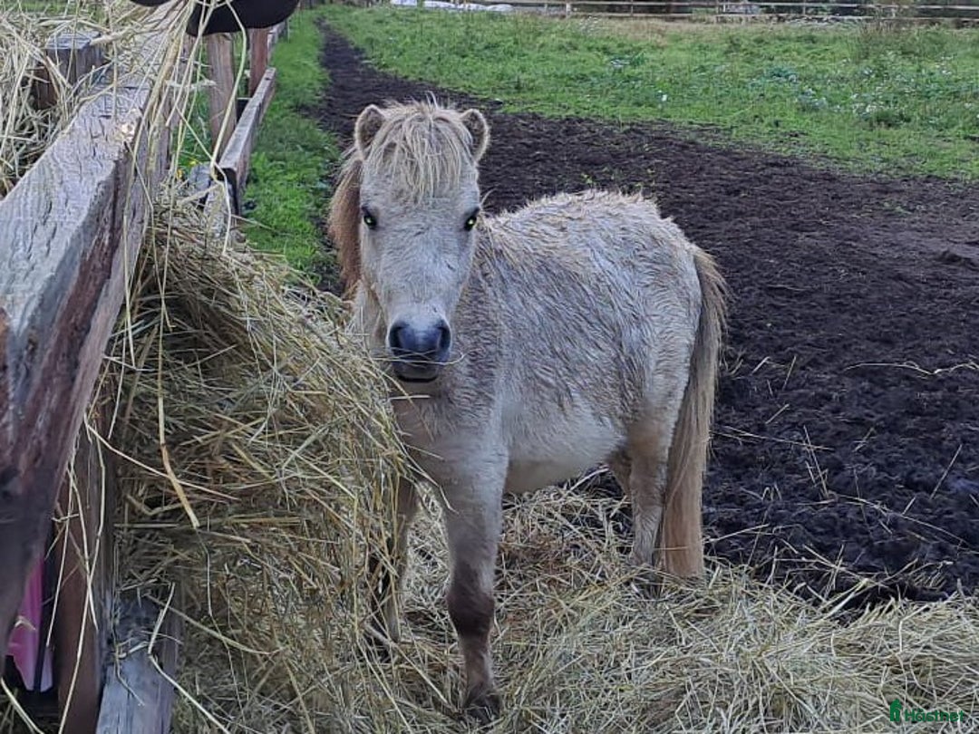 Allround hästar till salu: Söt mini hingst på 3 år - Annons 1
