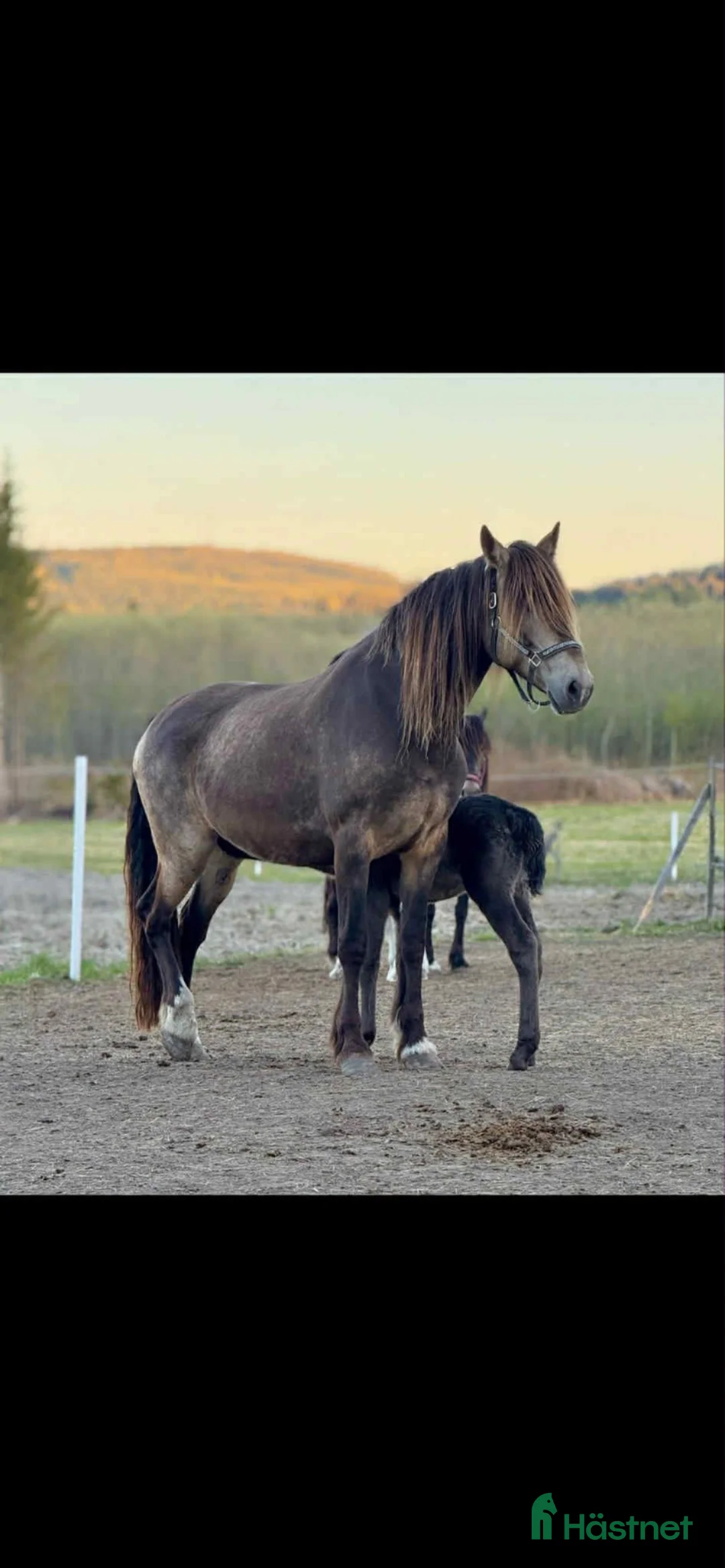 Allround hästar till salu: Fin mor och dotter häst!  - Annons 5
