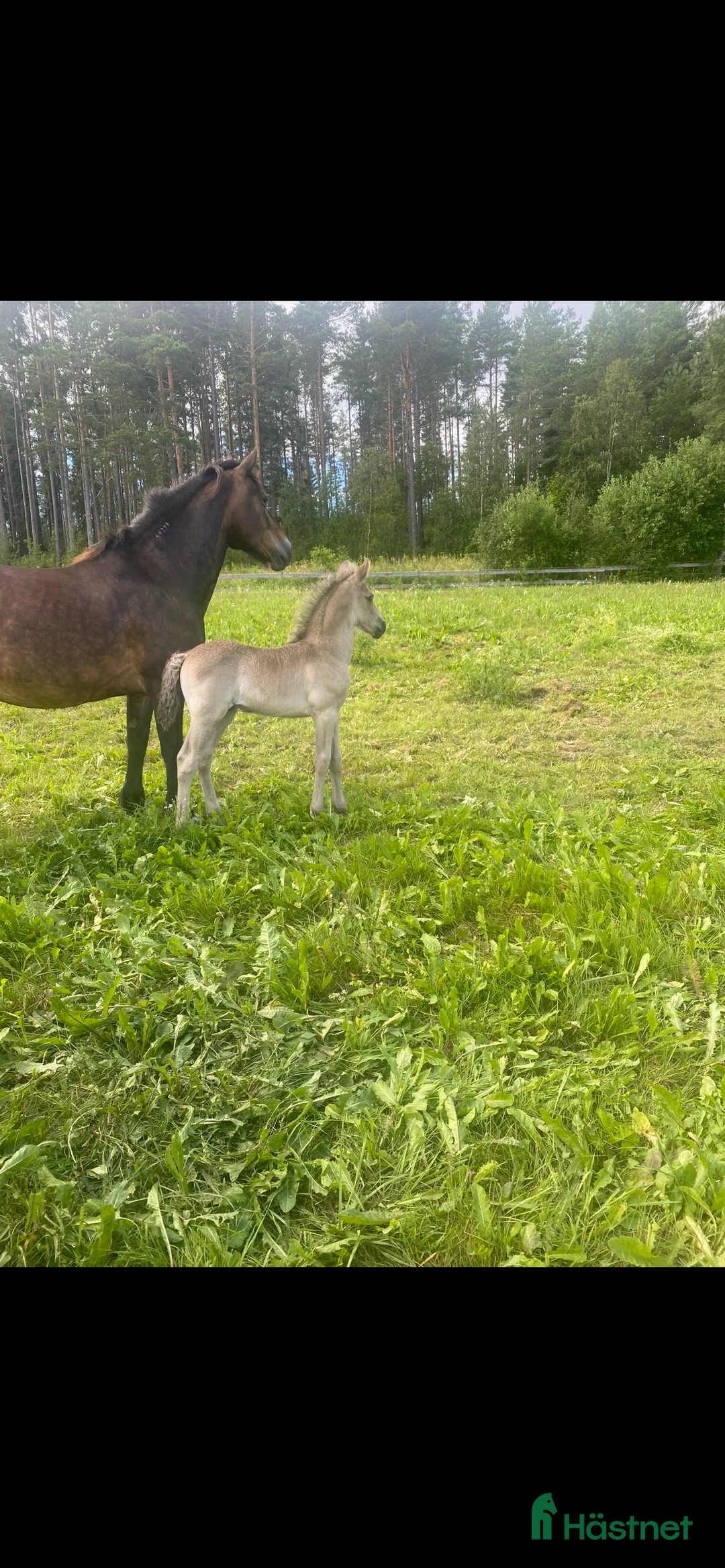 Allround hästar till salu: Kallblodssto i Hudiksvall - Annons 2