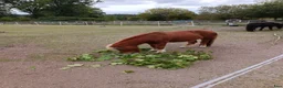 Övrigt hästar till salu: Charmig shetlandsponny - Annons 2