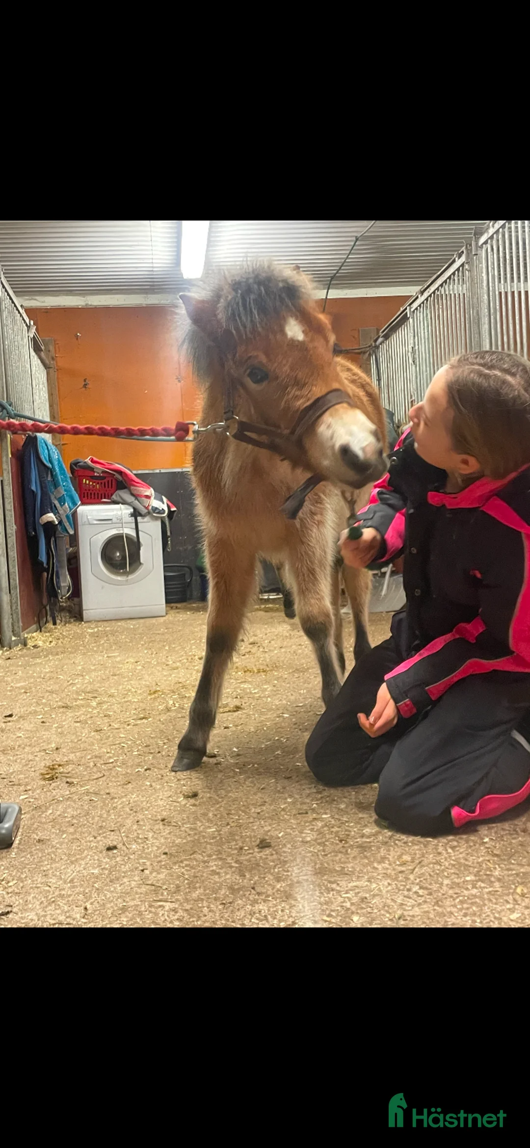 Allround hästar till salu: Blåögd liten skönhet  - Annons 5