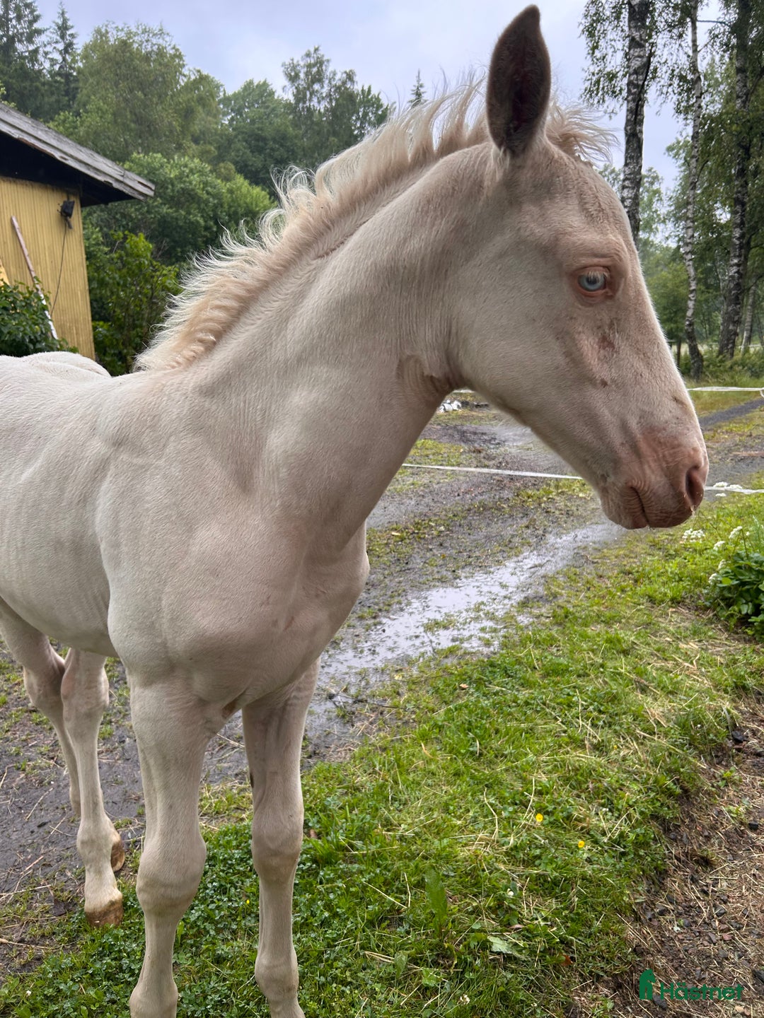Allround hästar till salu: Svenskfödda kvalitetsston PRE och Perlino hingst  i Ullared - Bild 11