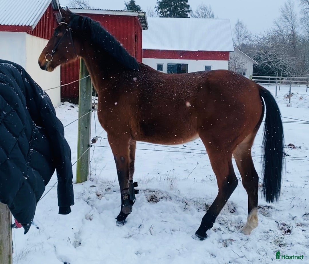 Hoppning hästar till salu: Avlad för hoppsport - Annons 6