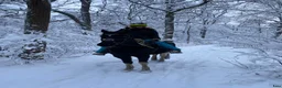 Allround hästar till salu: Vår d-ponny Matrix söker ett nytt hem - Annons 21
