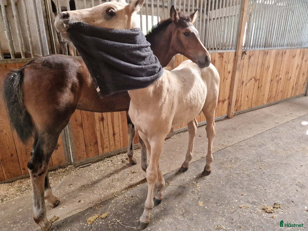 Allround hästar till salu: Charmtroll i Istorp - Annons 5