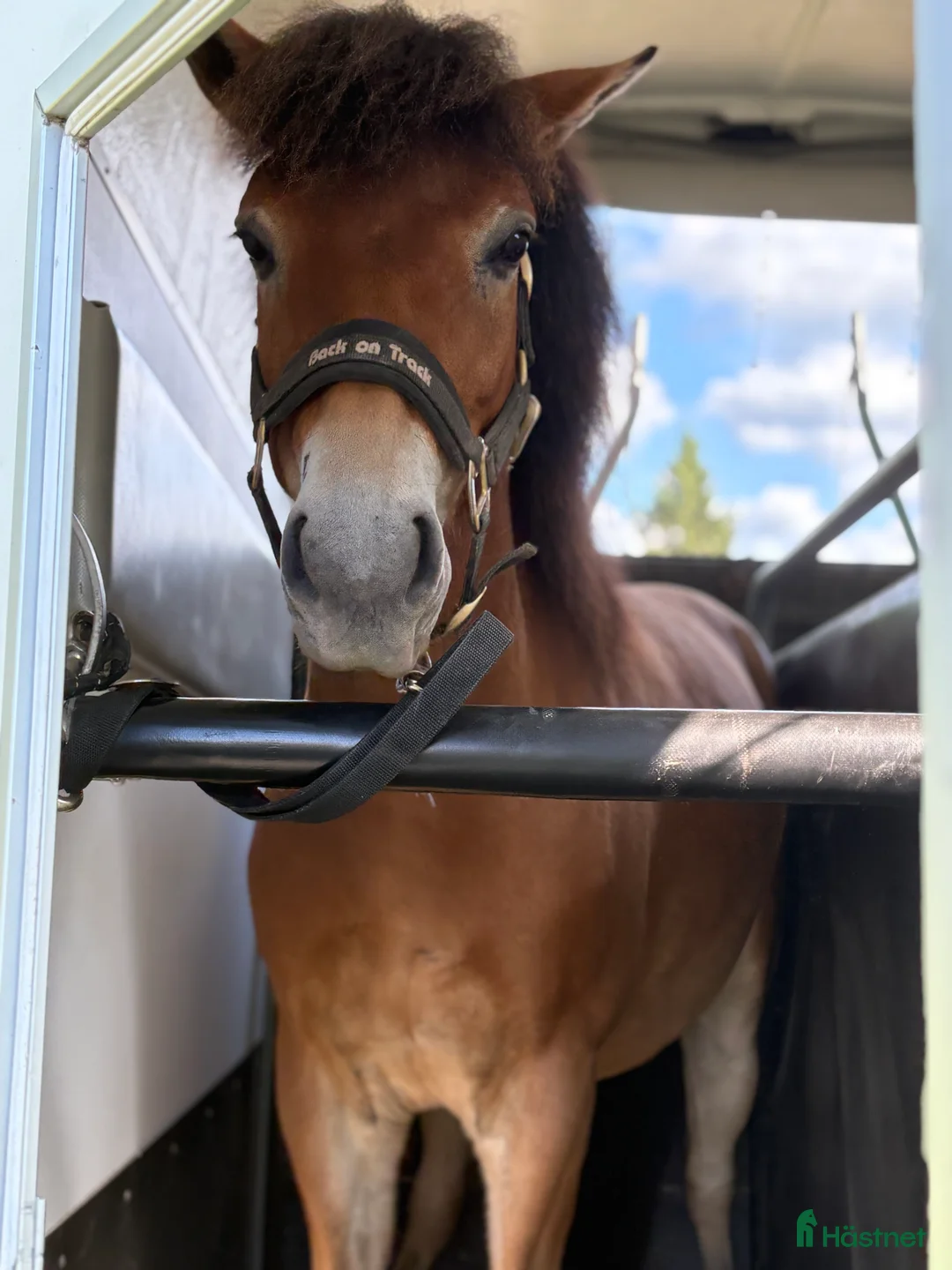 Trav hästar till salu: Mysig ponnytravare - Annons 8