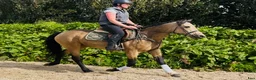 Allround hästar till salu: Easy 148 pony - Annons 3