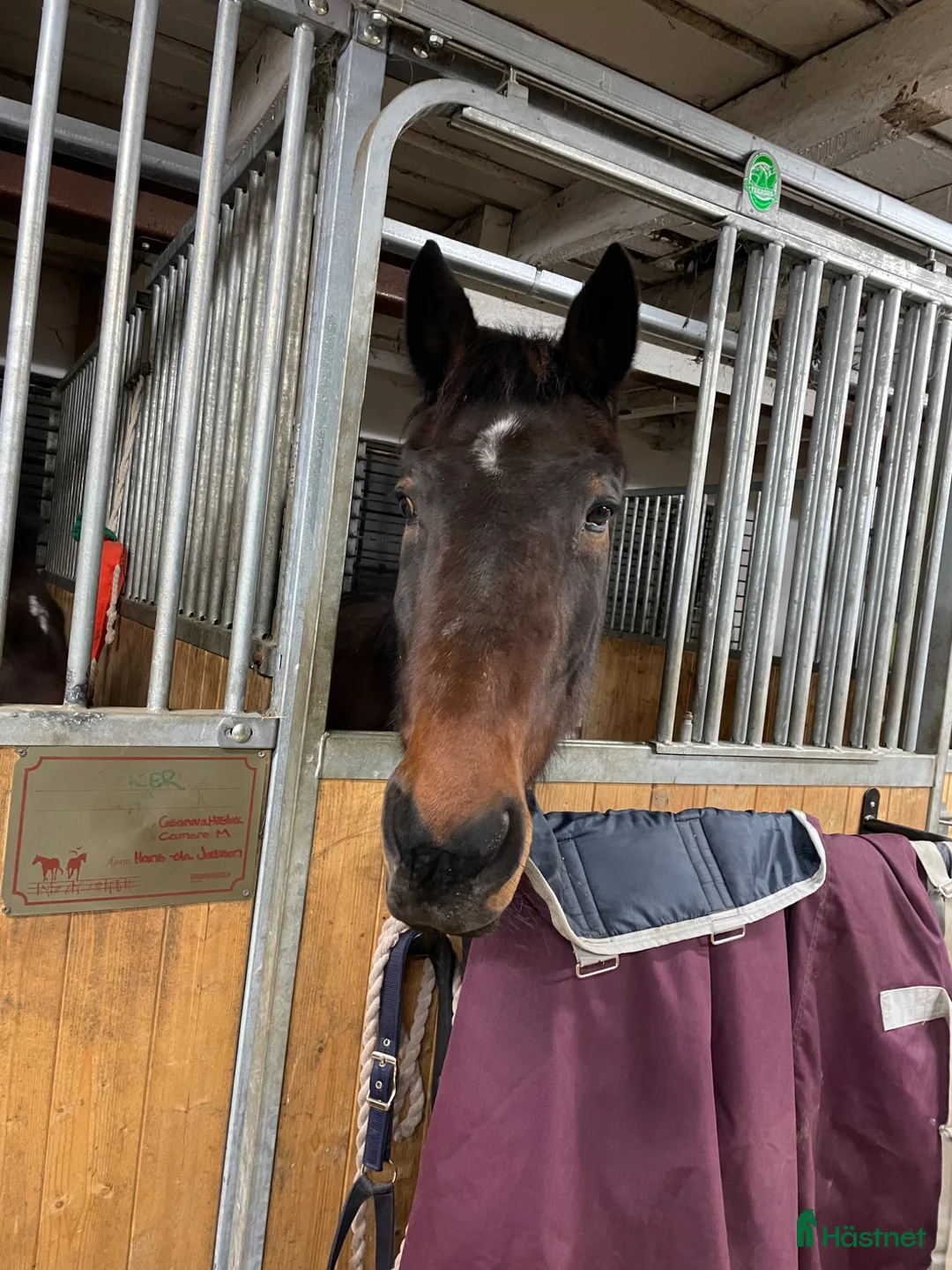 Allround hästar till salu: Fin varmblodsvalack - Annons 2