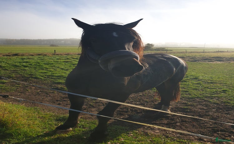  hästar i Sunne - Annons 19