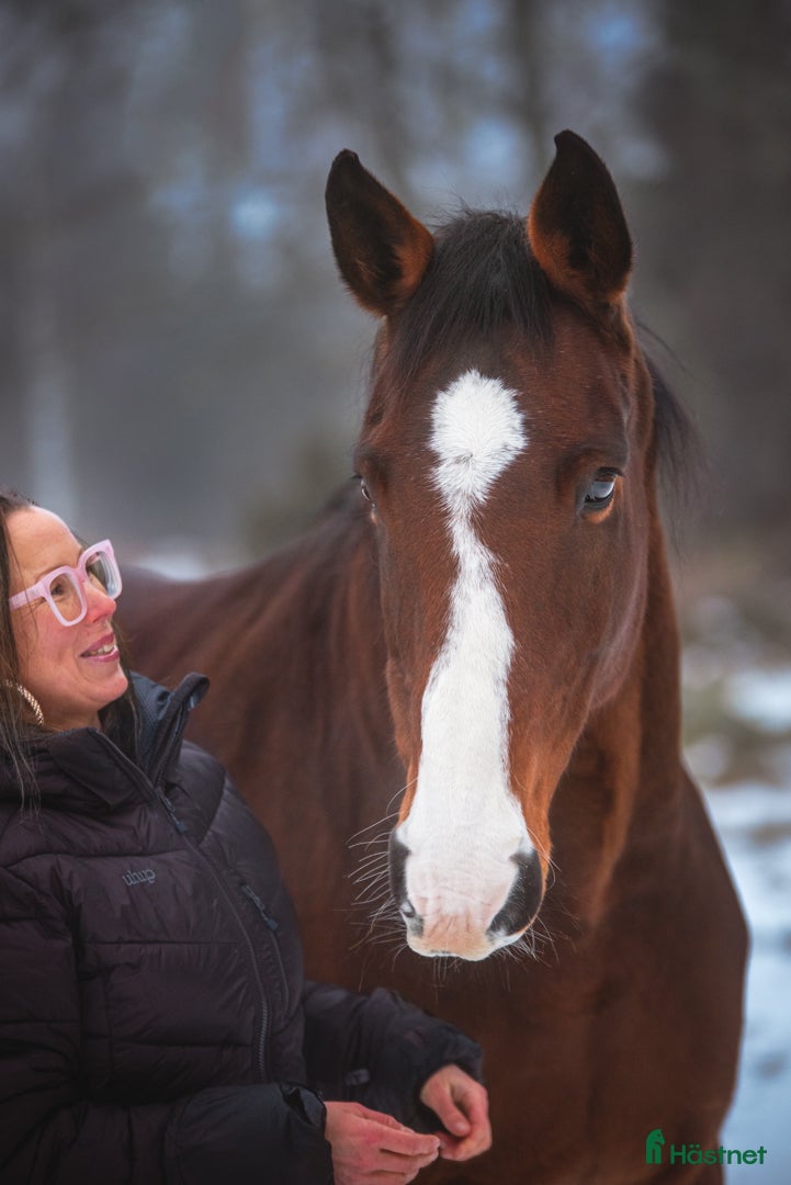  hästar Vänlig och klok livskamrat söker sitt sista hem ❤️ - Annons 1