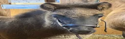 Island hästar till salu: Piggt och framåt hingstföl beräknad BLUP 107,5 - Annons 3