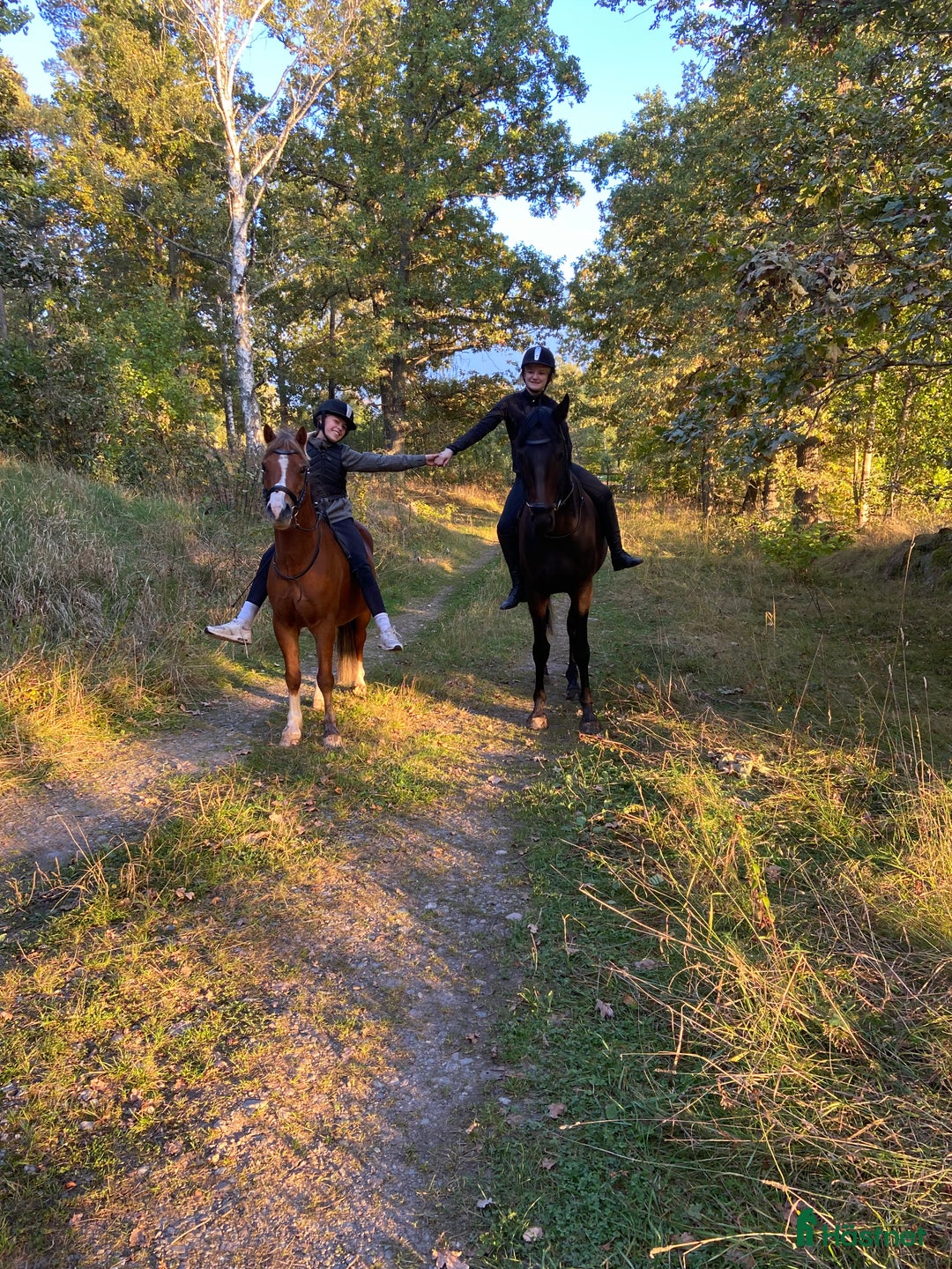 Hoppning hästar till salu: Tävlingsponny i Strängnäs - Annons 6